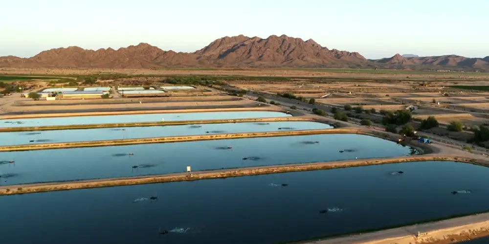 Farming desert seas: How technology is rewriting future of aquaculture
