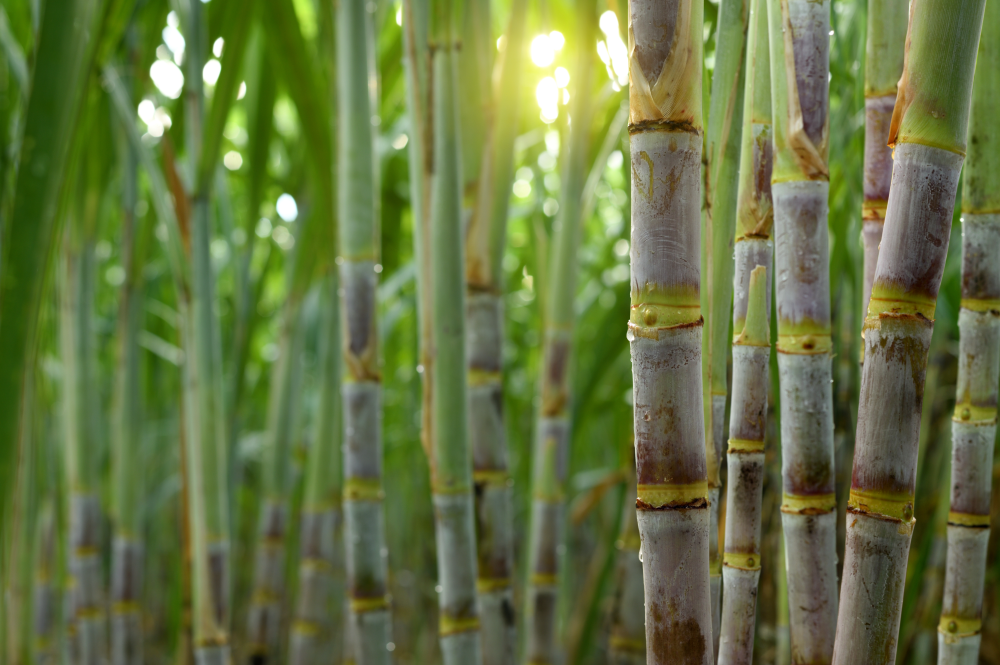 Why India, why now: Global spotlight on sugarcane transformation
