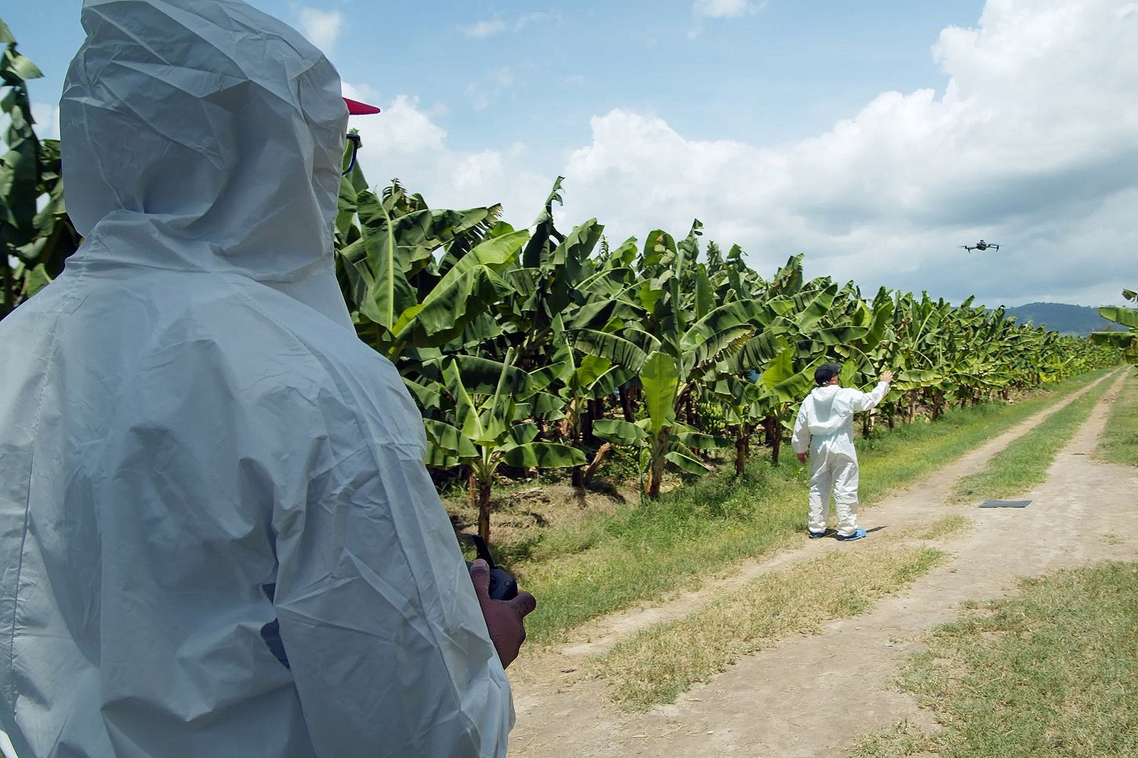 Fighting fungus foe of beloved banana