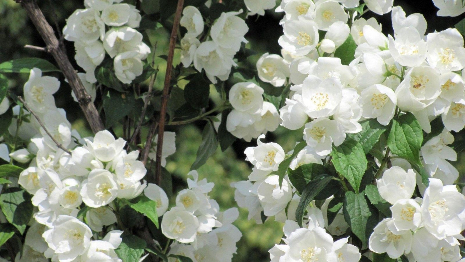 Jasmine blooms command premiums across Tamil Nadu mandis