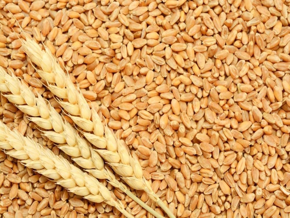 India opens wheat window wider: Export quota doubled amid market pressures