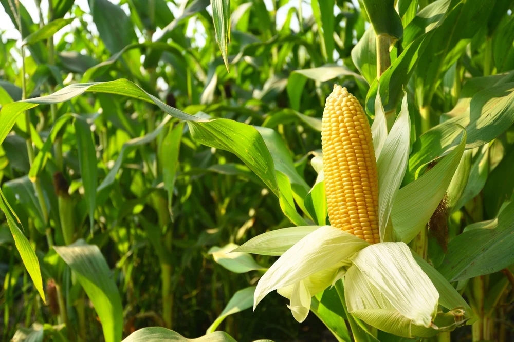 Resurrect Bio and Corteva partner to reinforce corn’s natural disease defenses
