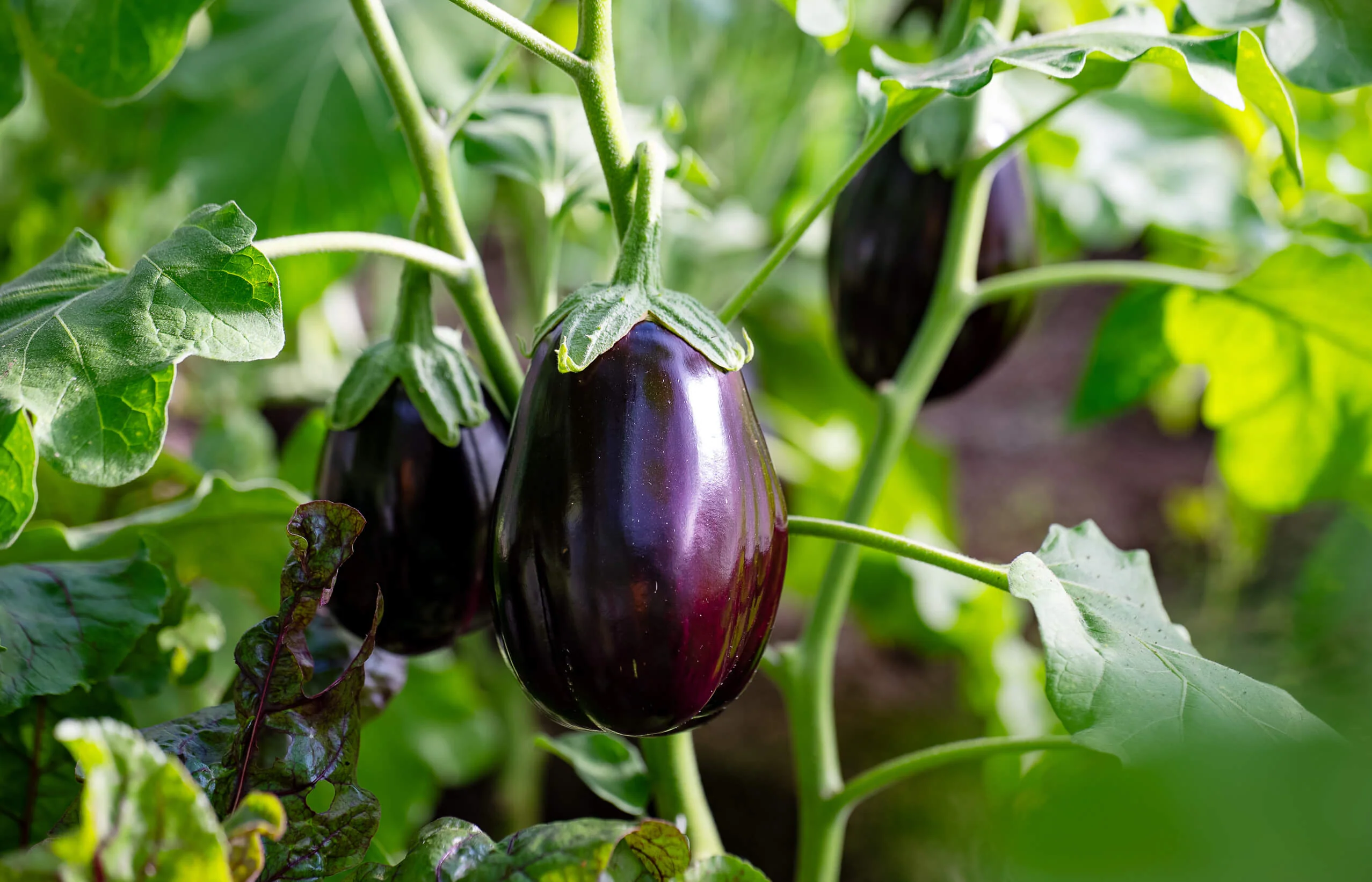 Brinjal prices show sharp regional swings in April 2026, national average remains largely stable