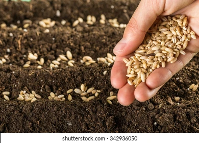 Amid global disruptions, seed industry seeks stronger IP safeguards for innovation
