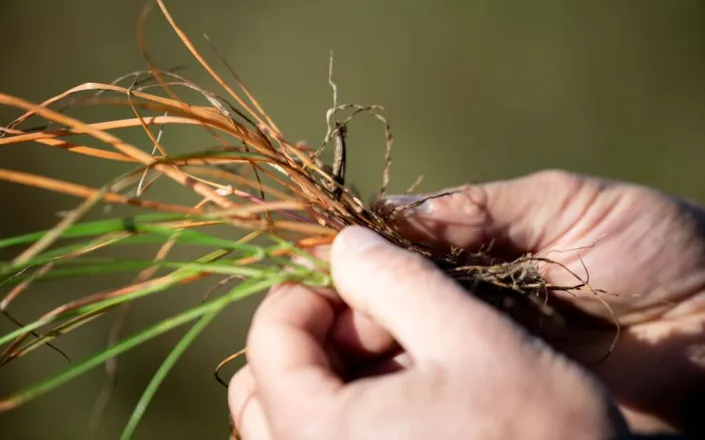 Syngenta unveils VIRESTINA technology, global breakthrough in controlling grass weeds
