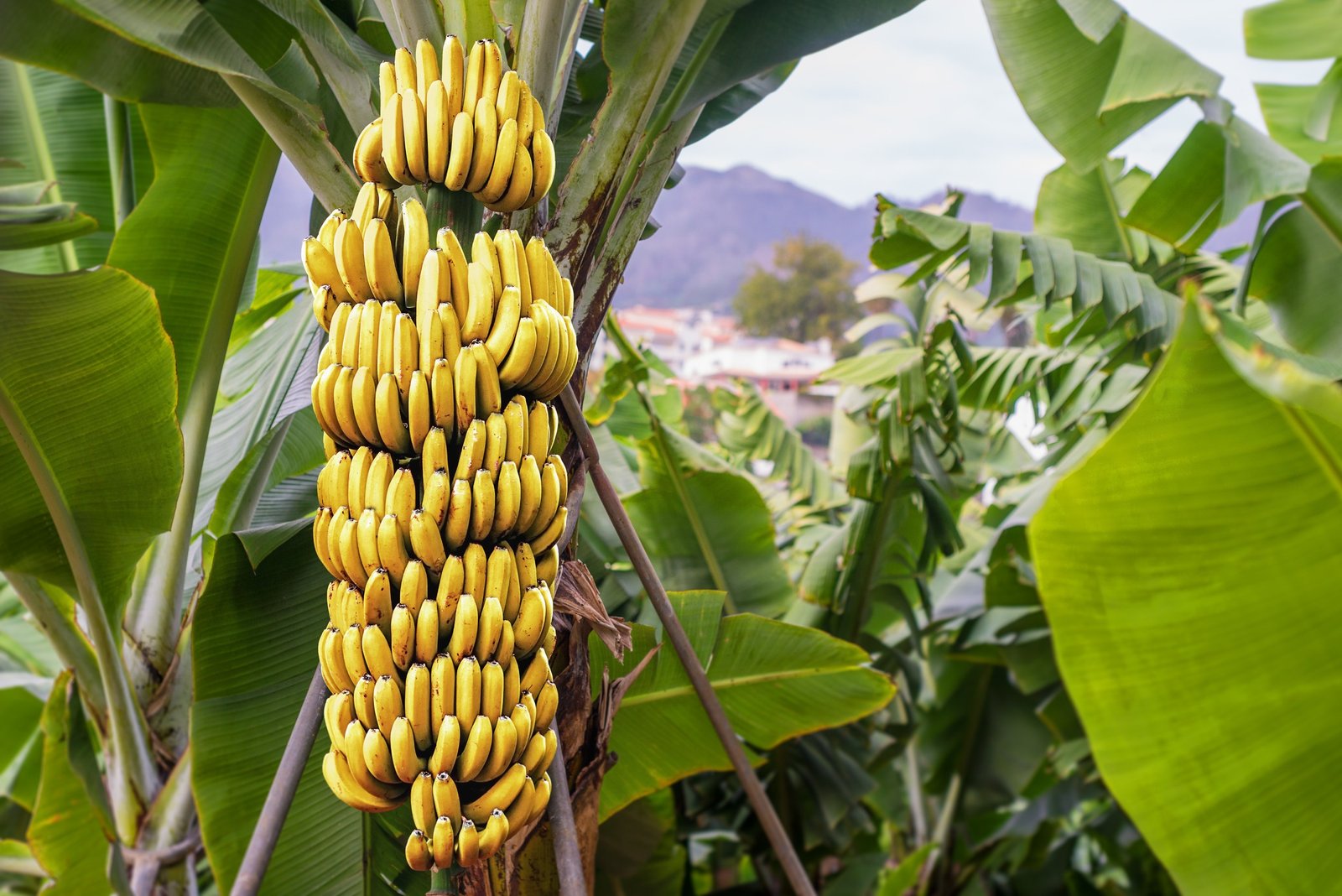 India moves to protect traditional banana varieties through gene banking