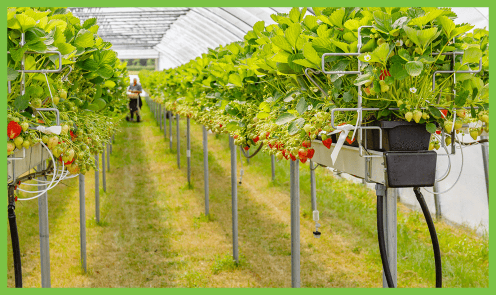 Managed ag-tech emerges as top alternative asset: Brio Hydroponics’ Unnati Park targets 24% IRR for strategic investors