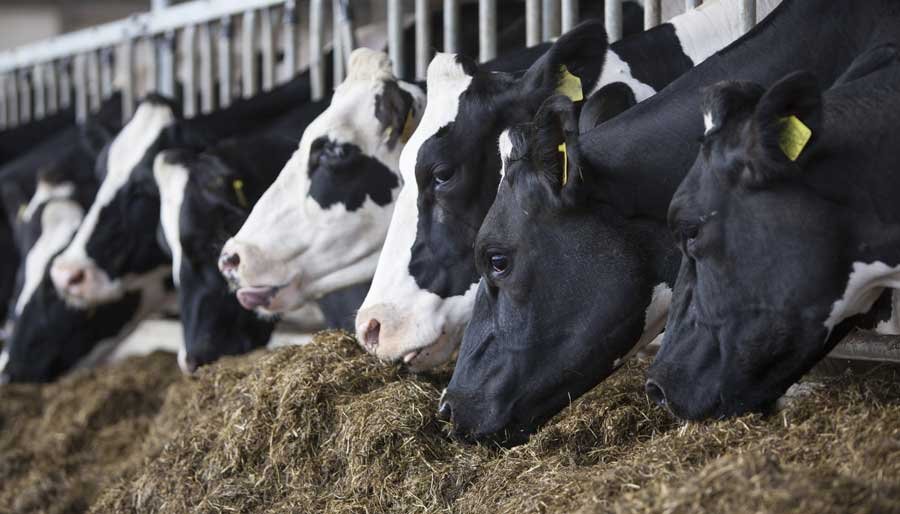 Novonesis launches Bovacillus for dairy farmers amid rising feed costs