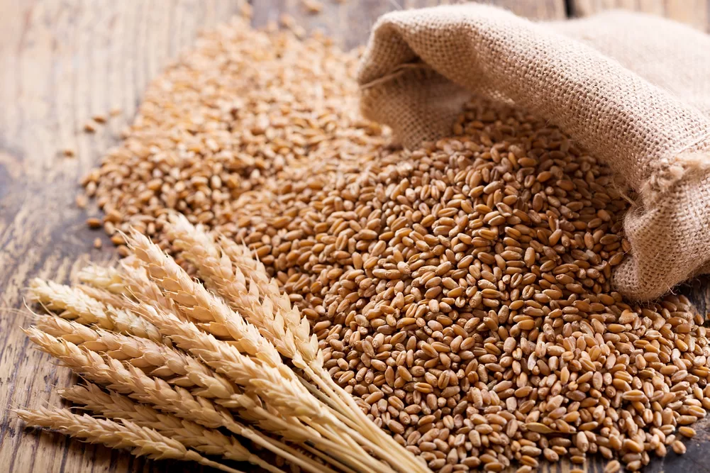 India’s wheat markets record robust arrivals of over 43,985 MT on 14 April, prices range between Rs 2,000 and Rs 4,700 per Quintal