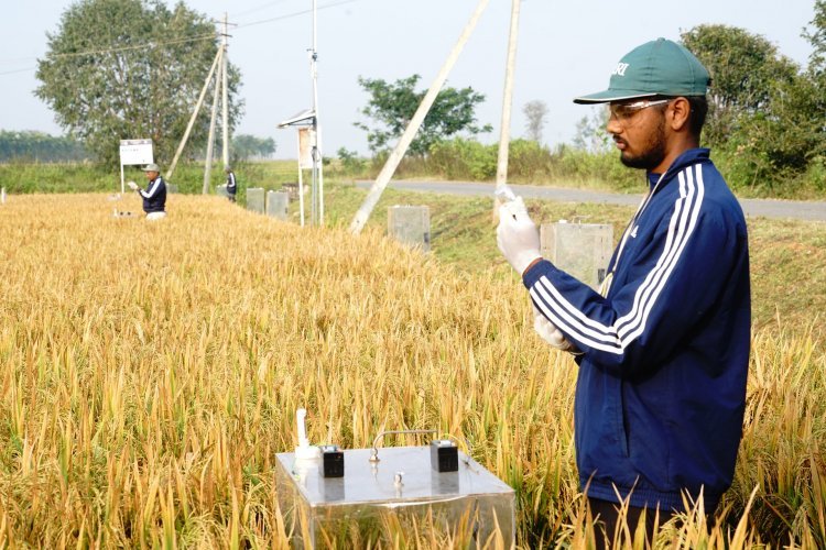 Amazon deepens climate bet with India rice Methane deal