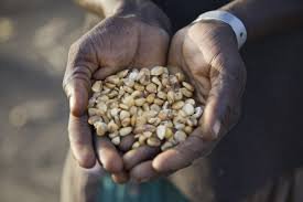 Why India must prioritise nutrient quality in its fight against hunger