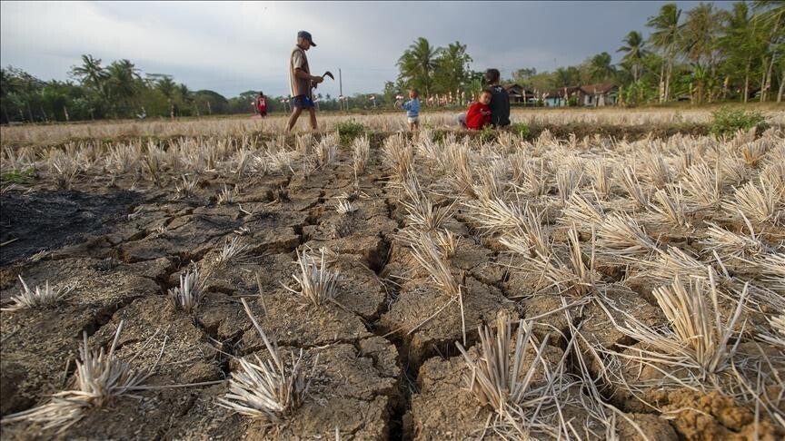 Extreme heat is pushing agrifood systems to the brink worldwide