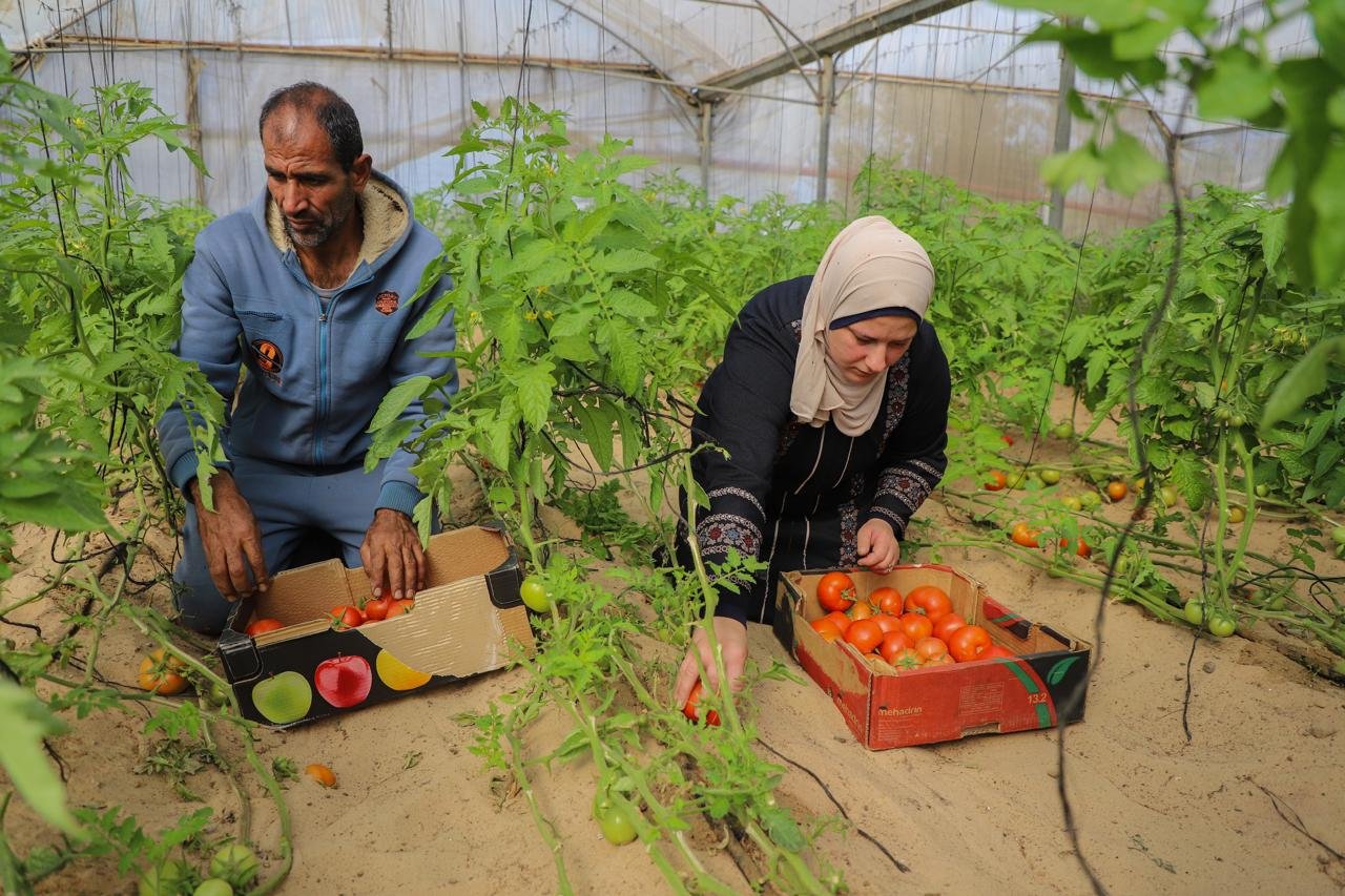 Gaza Strip: FAO scales up conditional cash assistance to 1000 more farmers, calls for liberalization of private sector imports of agricultural inputs