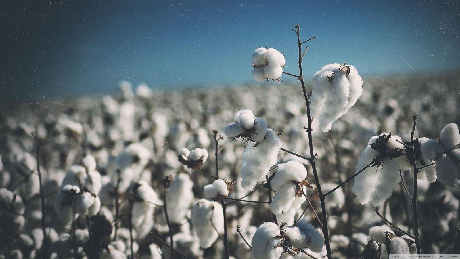 Cotton prices stretch from Rs 5,250 to Rs 9,250 in single day