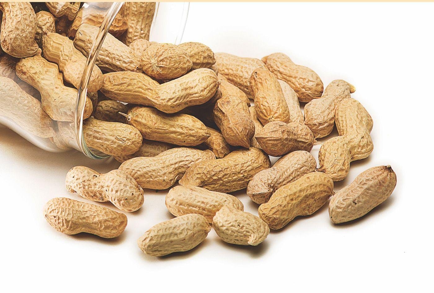 India’s groundnut trade stretches from Rs 4,000 to Rs 13,970