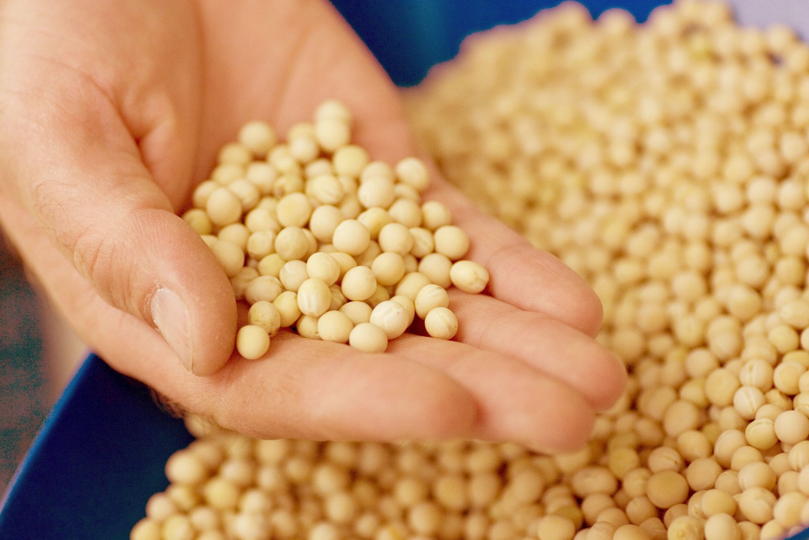India extends yellow pea imports, anchoring global pulse trade