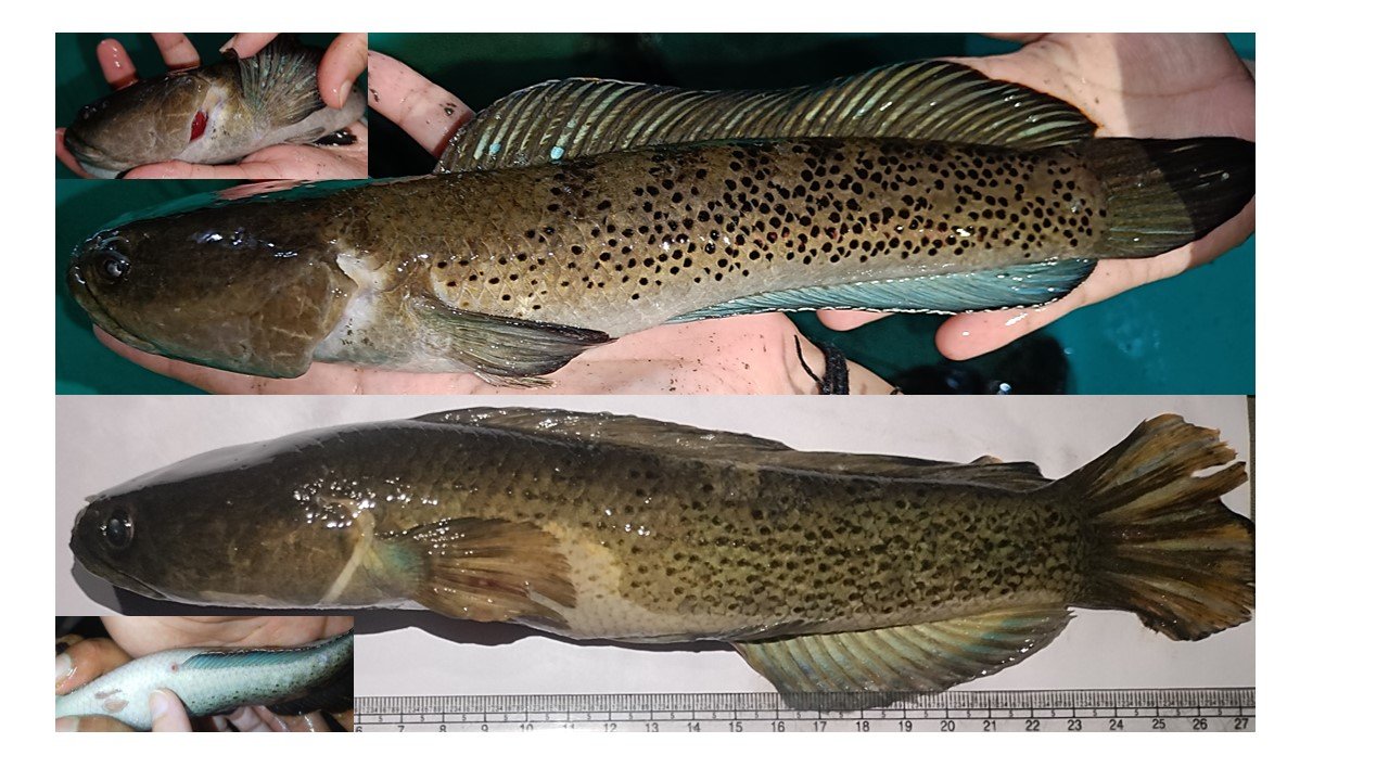 From hill streams to hatcheries: ICAR-CIFRI achieves India’s first breakthrough in captive breeding of Channa stewartii