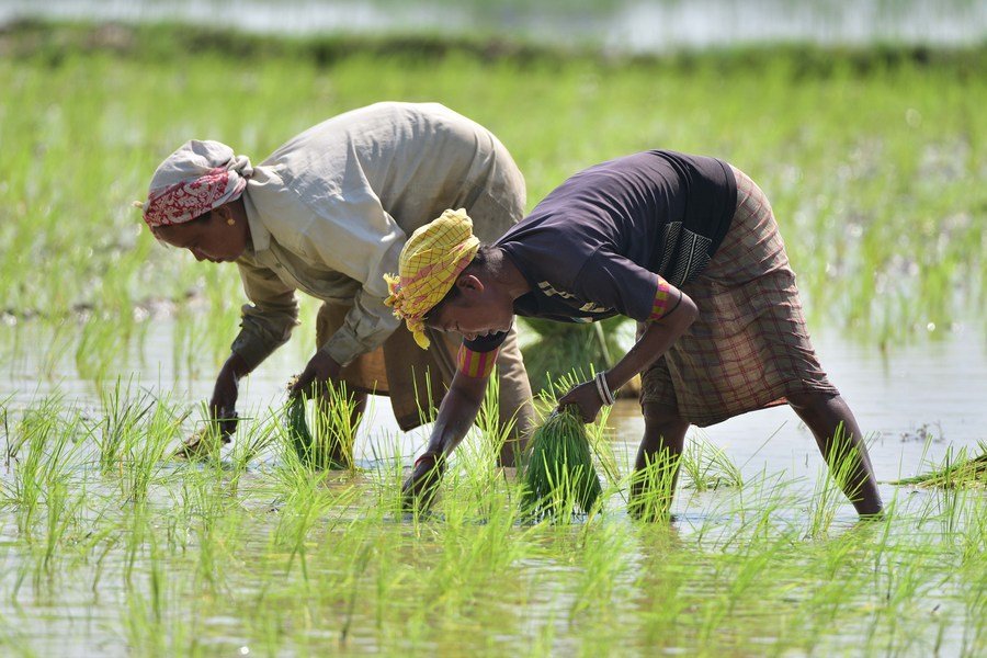 Special programme to boost paddy procurement in North-Eastern region to cut logistics costs and strengthen farm incomes