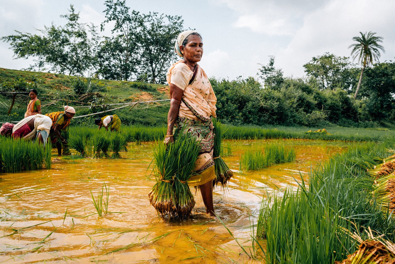 Govt raises MSPs for Kharif 2026–27 across cereals, pulses, oilseeds and cotton, ensuring over 50% margins to bolster farm incomes and crop diversification