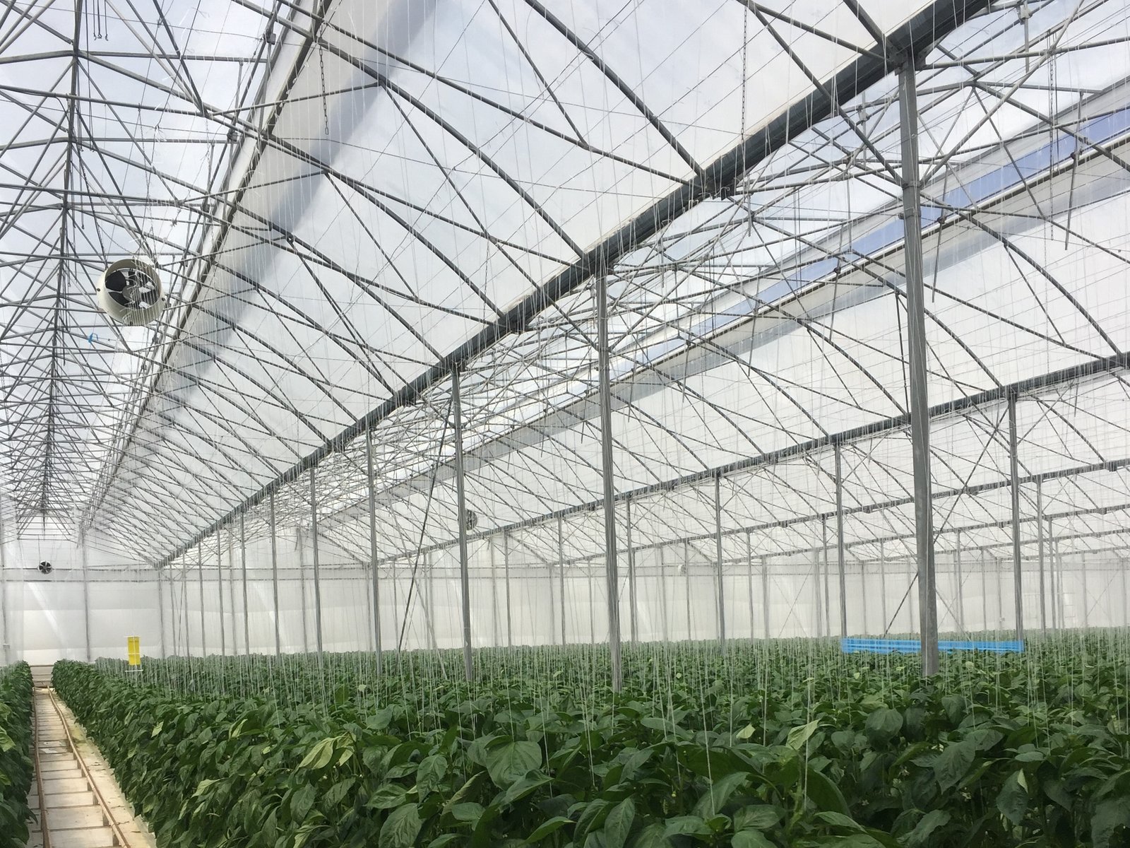 IPM and active crop protection: Arrigoni Group addresses challenge of insect pests, even in seed crops