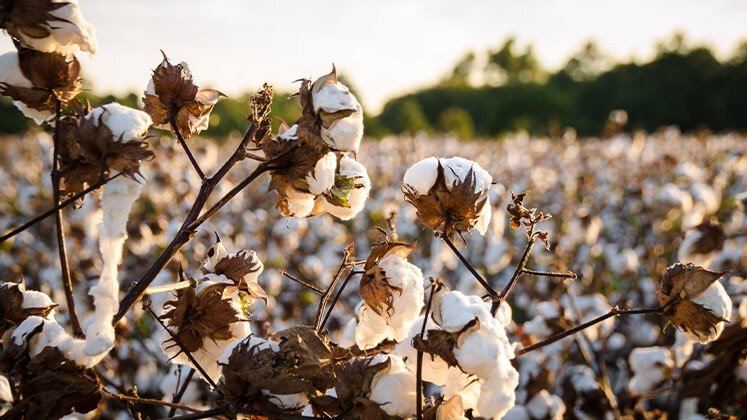 Union Cabinet approves Rs 5,659.22 crore Mission for Cotton Productivity to reinforce India’s global textile leadership
