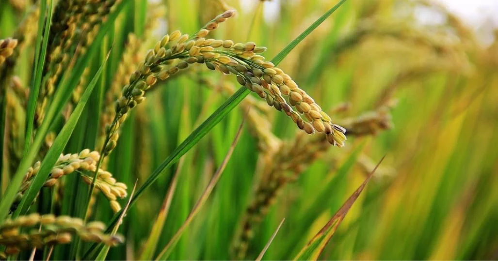 Gearing up for resilient Kharif 2026
