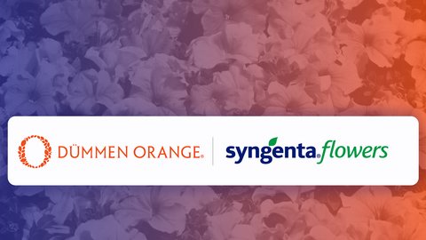 Syngenta to divest its Flowers business into a Joint Venture with Dümmen Orange