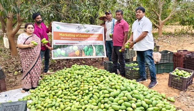 Mango sale season 2026 kicks off with first big market move from Odisha