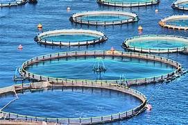 EU Draft list restores India’s pathway for continued aquaculture exports