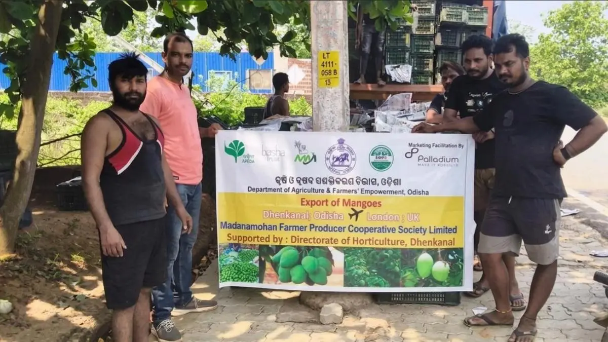 Odisha farmers secure 72 per cent higher returns Through mango exports to UK