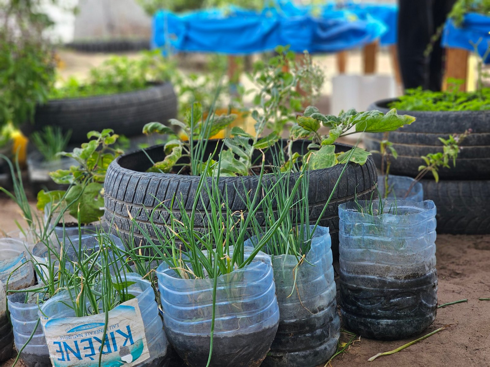 FAO report calls for robust risk assessment for recycled plastic food packaging