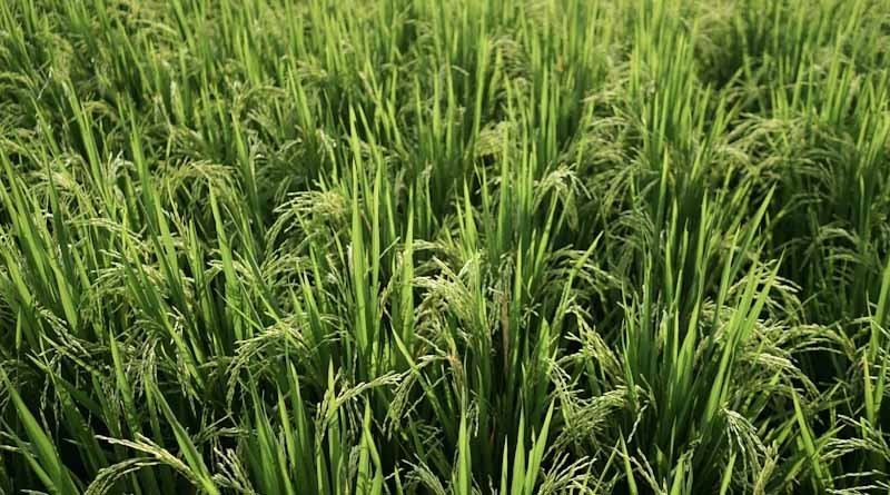 Pulses and maize lead gains as India’s summer crop area touches 86.02 Lakh Hectares