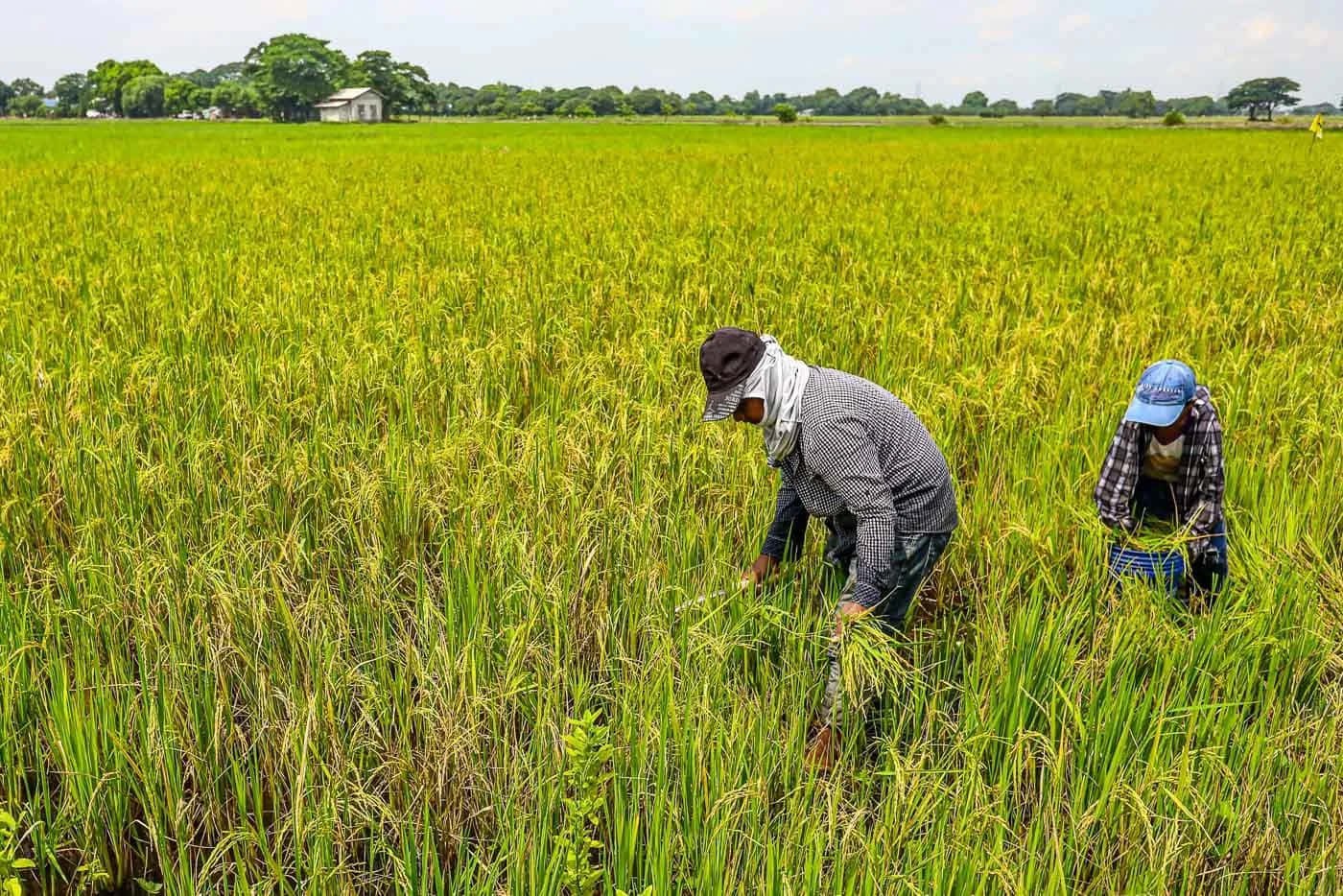 Technology and collectivisation key to Atmanirbharta in food security
