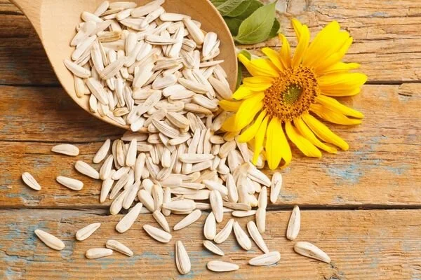 Maharashtra gram procurement cap raised; Karnataka sunflower procurement approved