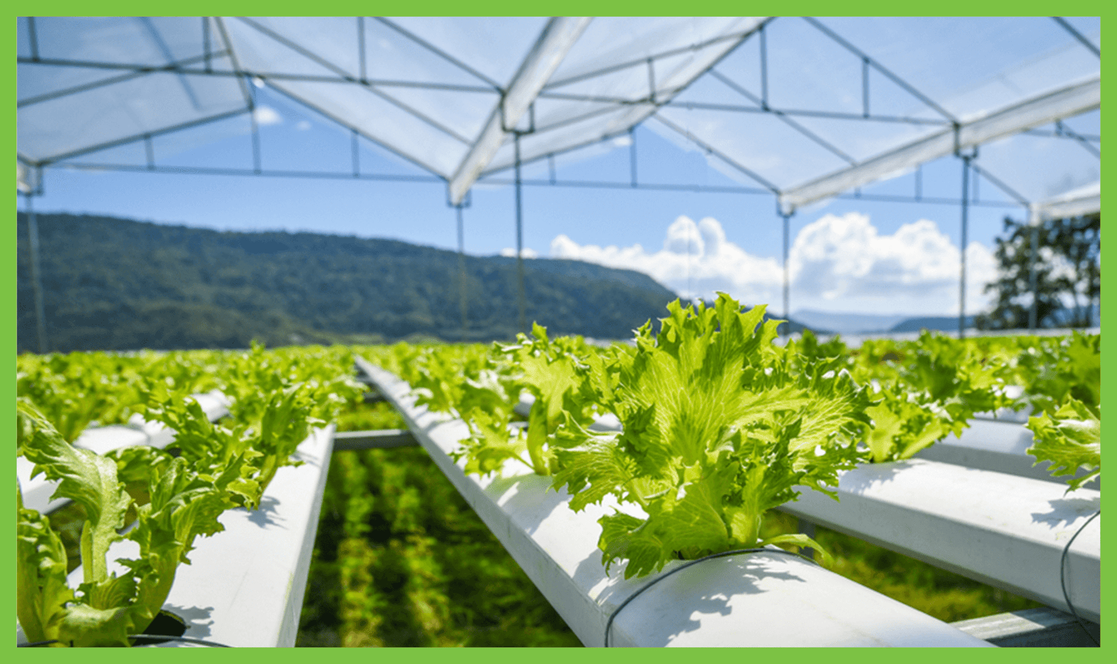 Brio Hydroponics redefines agri-investment with launch of high-yield FOCO model for large-scale farming