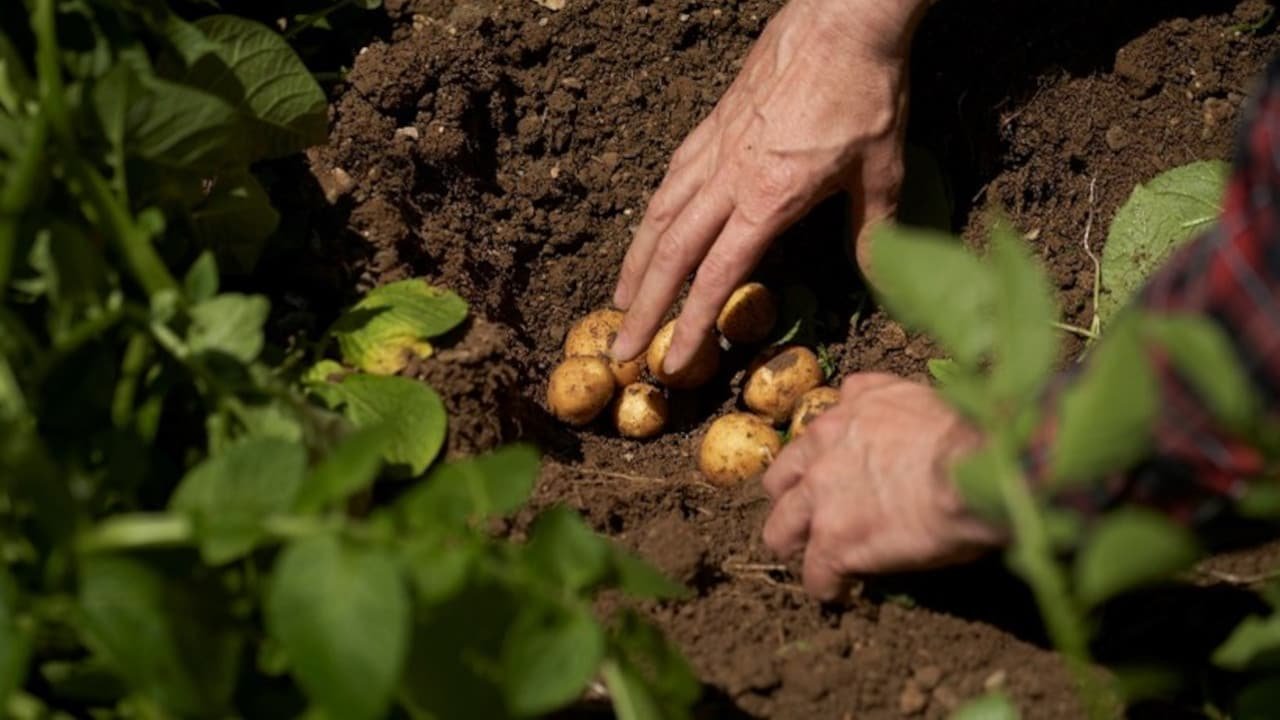 PepsiCo and Fertiberia forge major low-carbon fertiliser alliance to decarbonise European agriculture