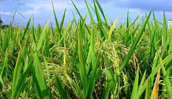 India’s summer crop acreage expands to 81.60 Lakh Hectares, signalling strong seasonal momentum across pulses, coarse cereals and oilseeds