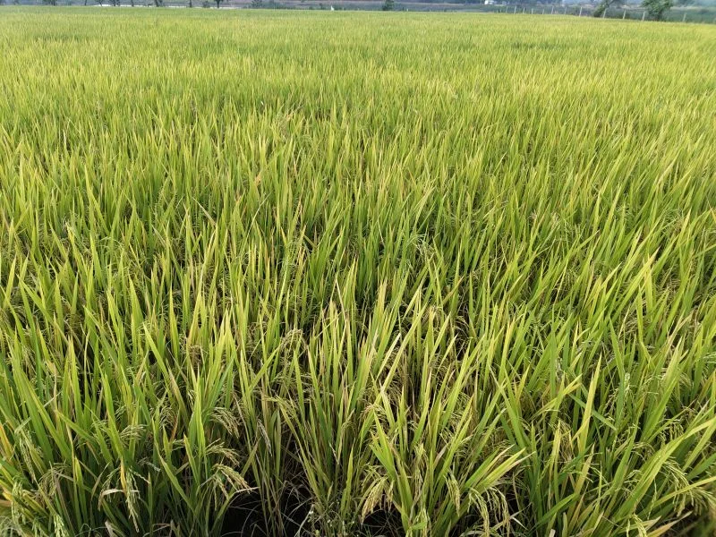 Centre mobilises nationwide contingency framework as El Niño threat looms over Kharif Season
