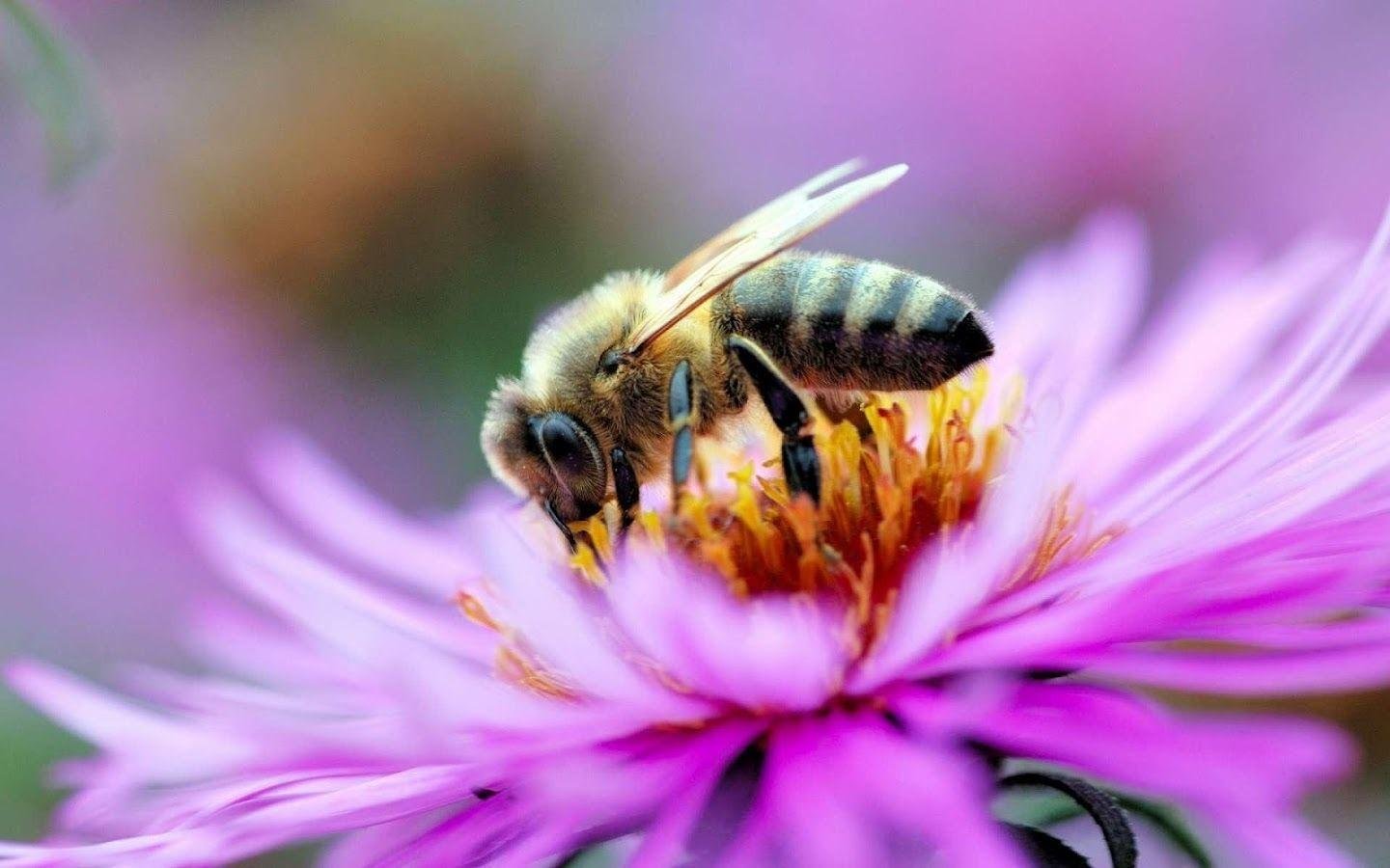 Hosachiguru launches #BeyondTheHive Campaign to spotlight pollinators’ role in ecological sustainability