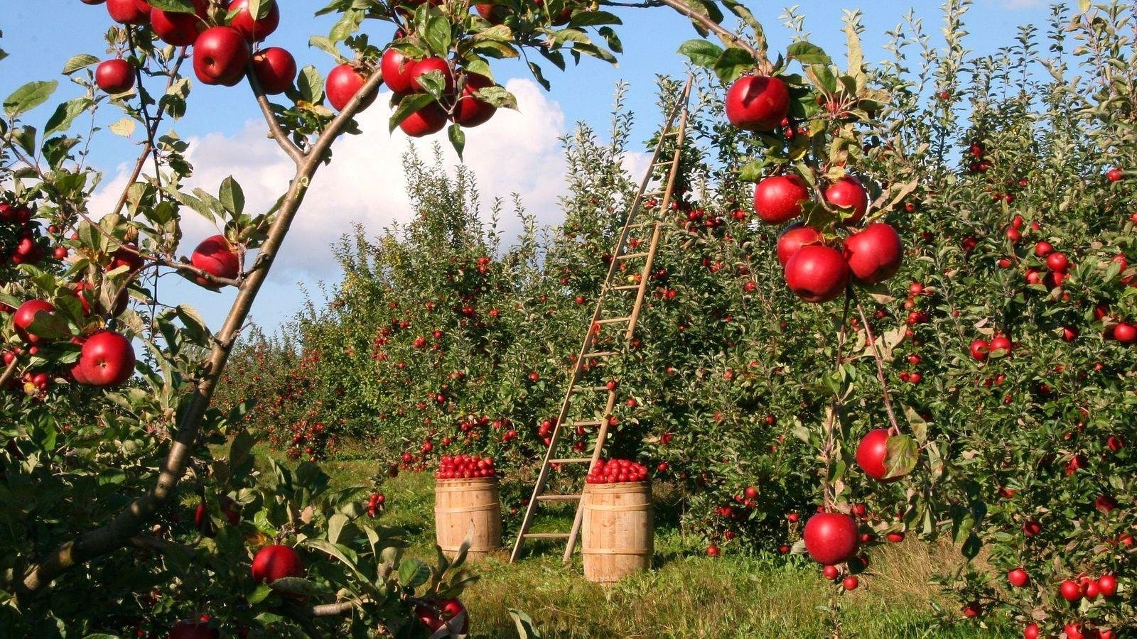 Horticulture: Strengthening domestic agricultural base