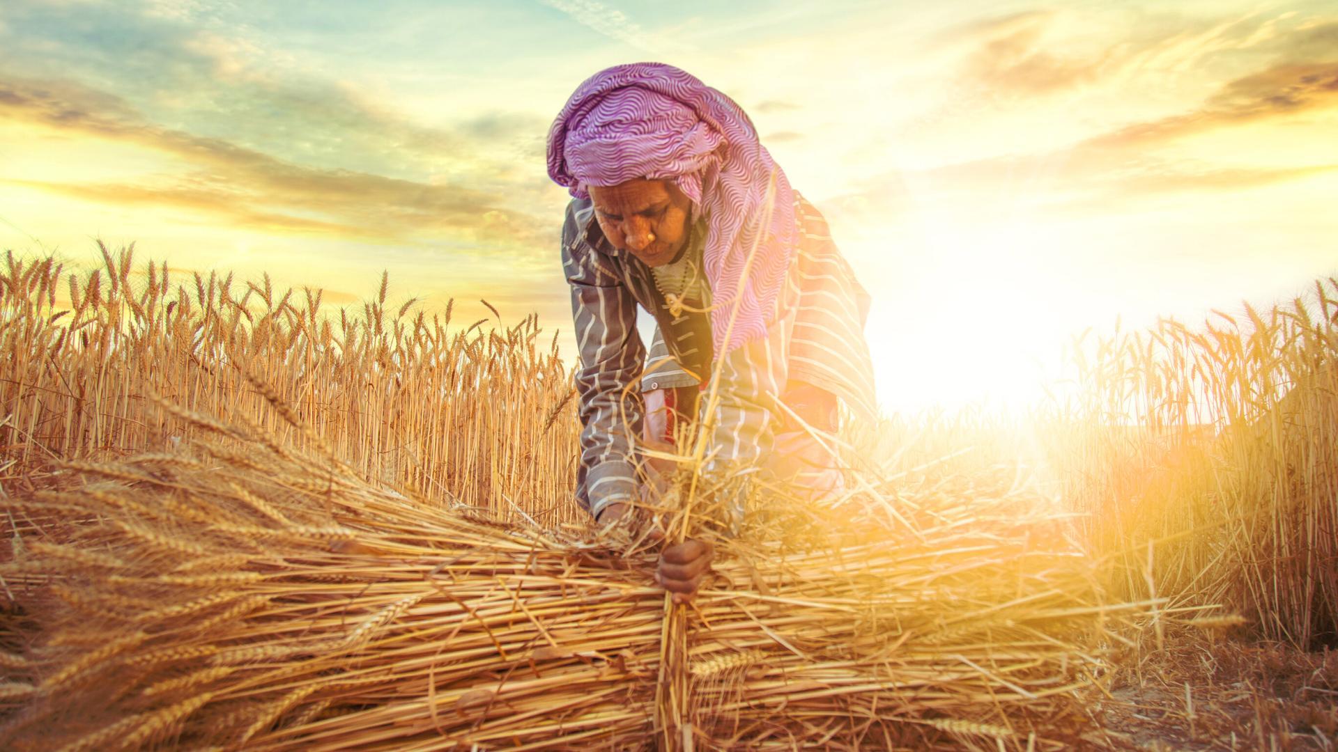 India's farm economy strengthens global footprint, but edible oil imports remain Achilles' heel