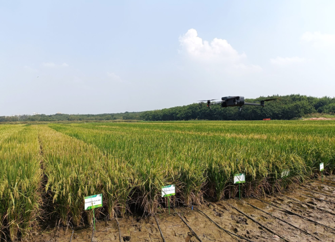 India clears two next-generation rice varieties to accelerate water-smart farming