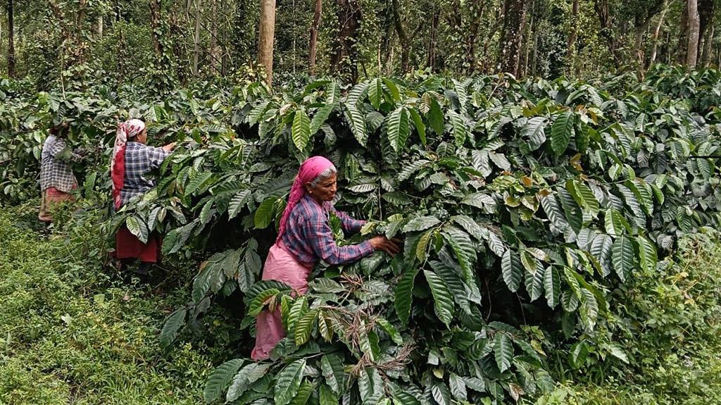 ADB, ETG sign sustainability-linked loan to support coffee, cashew farmers in India and Viet Nam