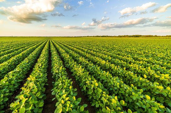 Borregaard unveils CE-Marked biostimulant ingredient to boost nutrient efficiency and fertilizer performance