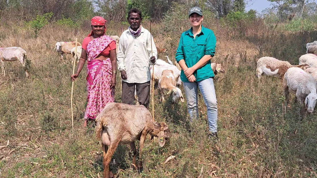 ICARDA advancing low-methane sheep and goat production in India