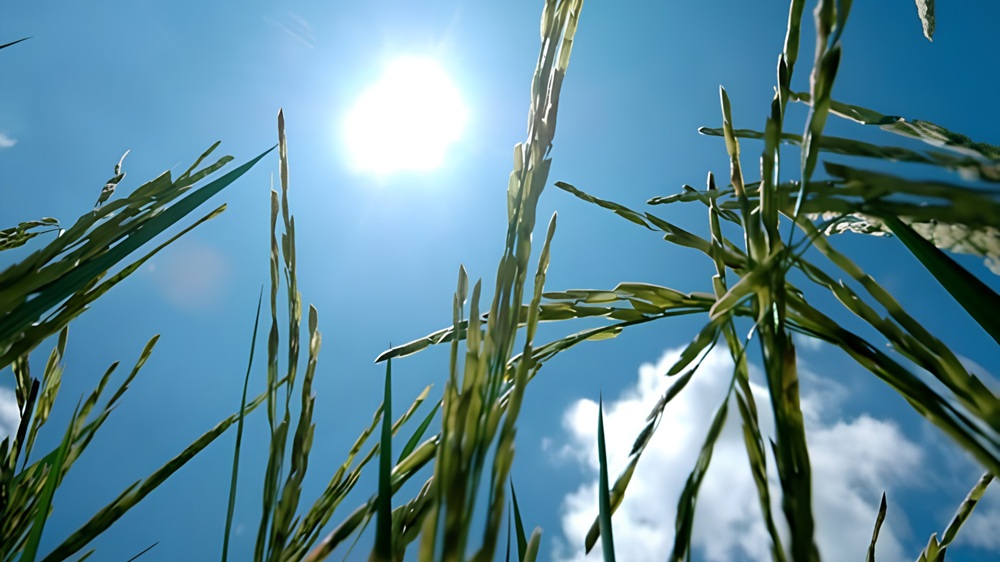  IRRI and NARO scientists discovered new gene to help rice escape heat and protect yields