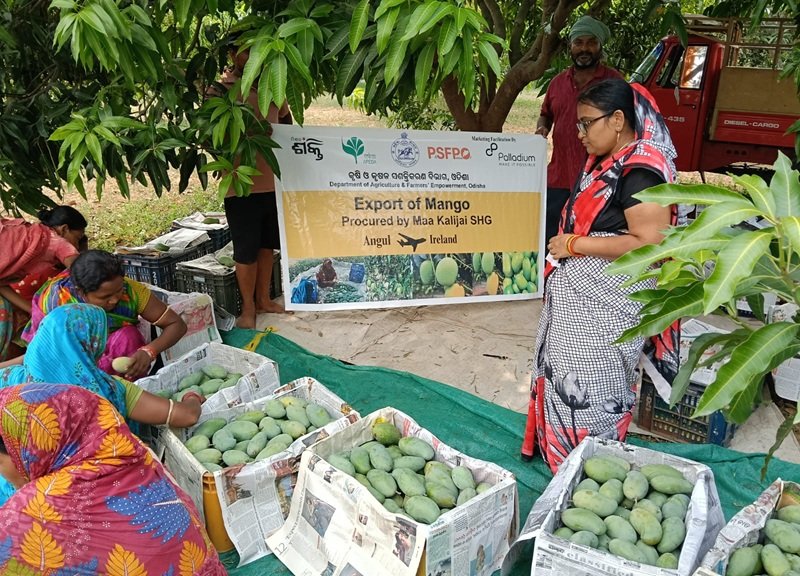 Odisha SHG exports 7.5 Quintals of Amrapali mangoes to London, showcasing Odisha’s global agri reach