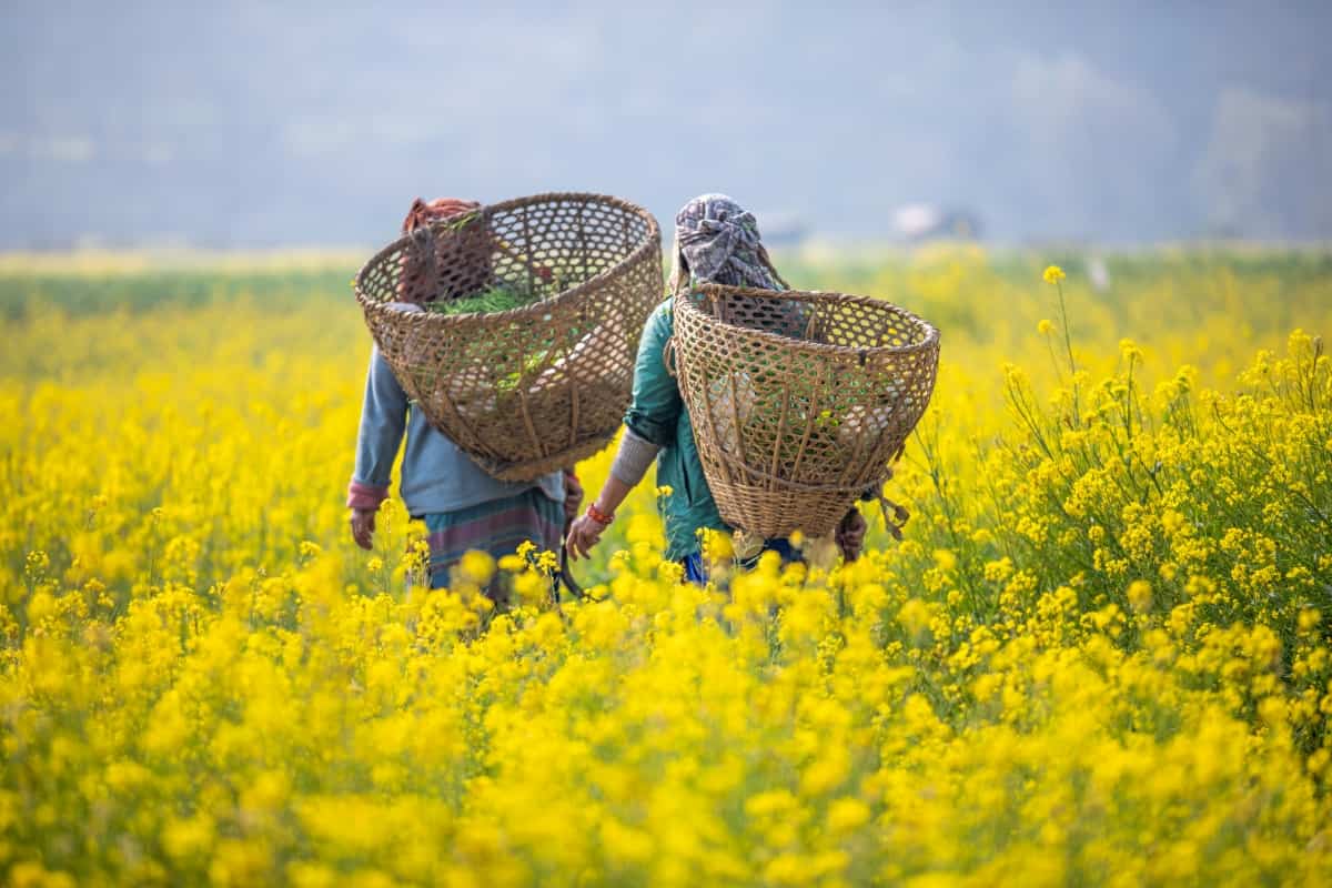 Regenerative mustard farming delivers up to 30% yield surge, strengthens India’s push for edible oil self-reliance