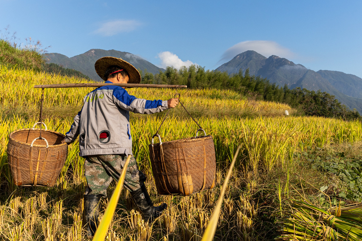 China tightens biosecurity shield against CLso, reshaping global seed trade
