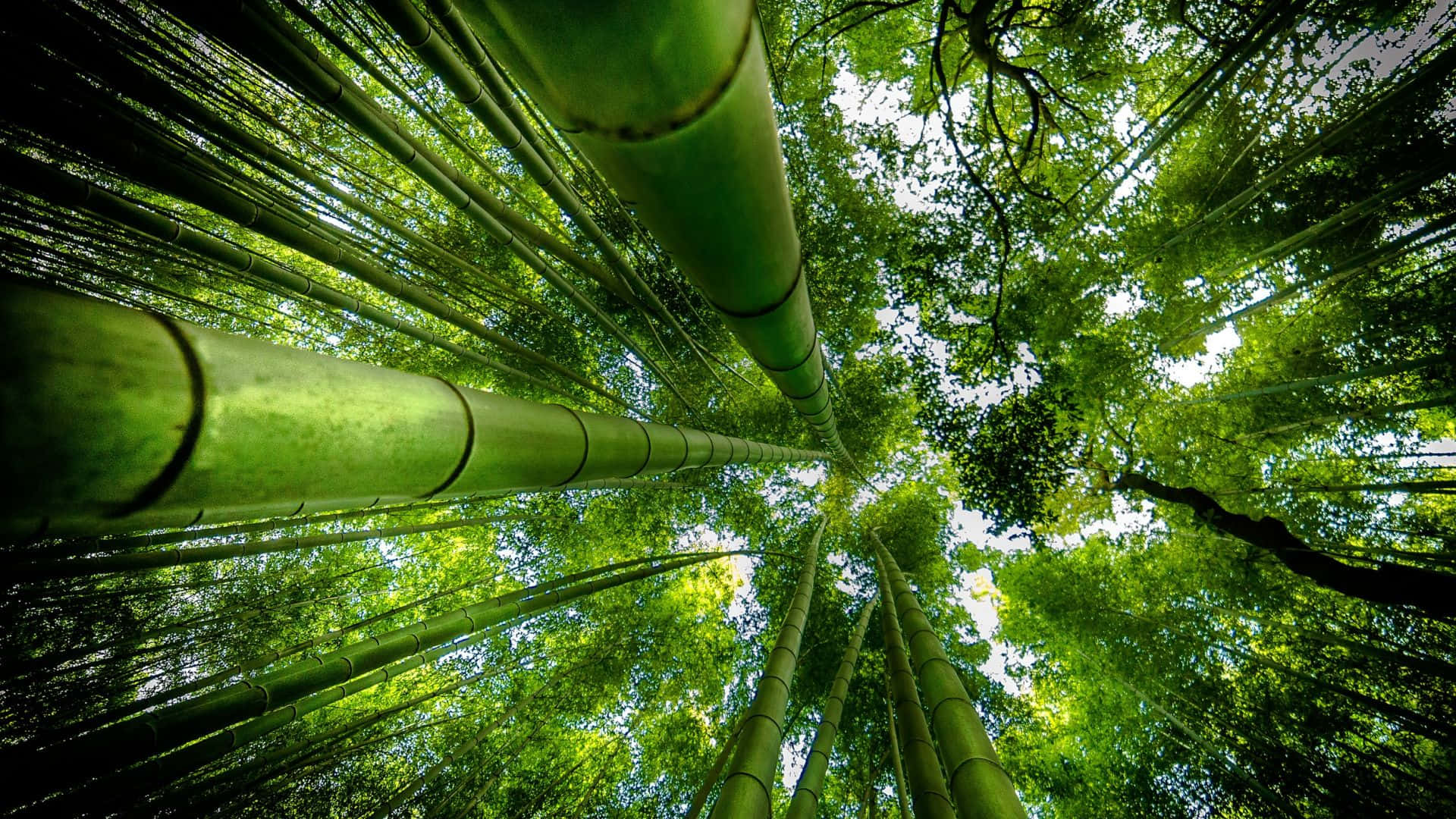 ADB approves $42.2 Mn loan to boost bamboo industry in India's Northeast Region
